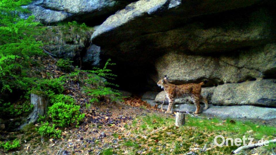 Für den Luchs gibt es im Steinwald viele Verstecke. Bild: Wildkamera