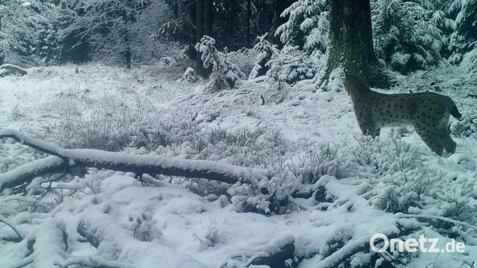 Foto aus der Wildkamera im Steinwald Bild: Wildkamera