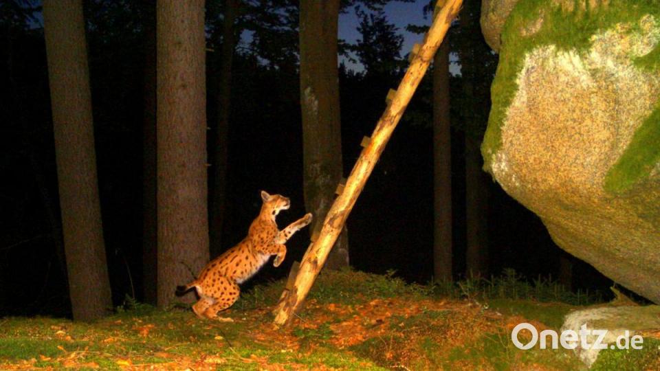 Dieser Schnappschuss von einem Luchs ist ebenfalls einer Monitoring-Kamera im Steinwald gelungen. Bild: Wildkamera