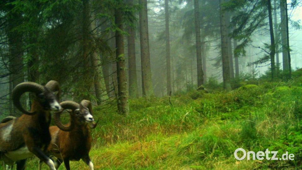 Hier ist Muffelwild in die Falle getappt. Bild: Wildkamera