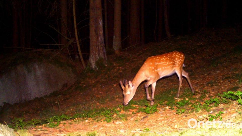 Sika-Wild ist ebenfalls unterwegs. Bild: Wildkamera