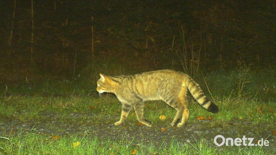 Auch eine Wildkatze wurde fotografisch festgehalten. Bild: Wildkamera