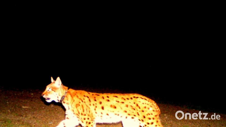Ein weiteres Luchs-Foto aus der Wildkamera im Steinwald Bild: Wildkamera