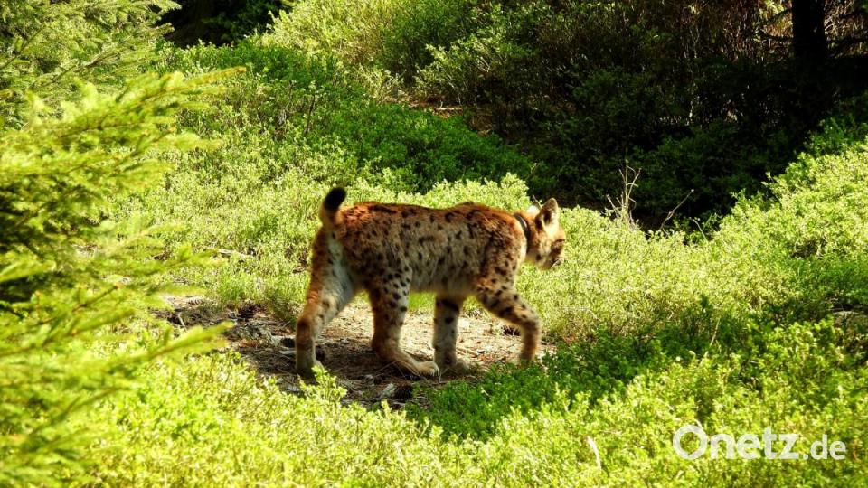 Luchsfoto aus der Wildkamera im Steinwald Bild: Wildkamera