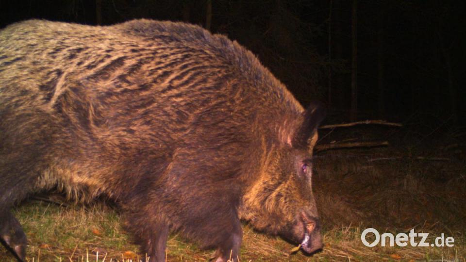 Auch ein Wildschwein ist immer wieder mal der Grund dafür, dass eine der Kameras auslöst, Bild: Wildkamera