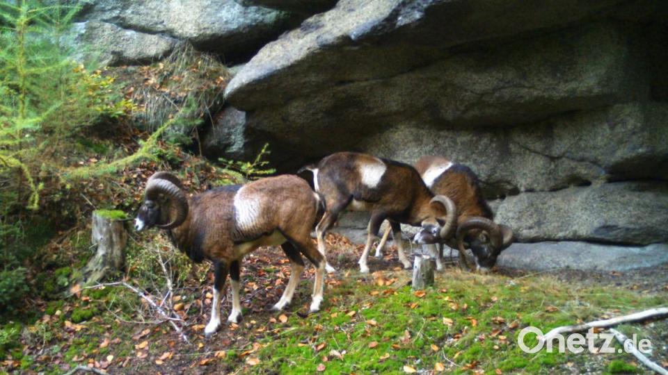 Auch das Muffelwild hat sich mittlerweile in den Oberpfälzer Naturpark Steinwald „verirrt“. Bild: Wildkamera