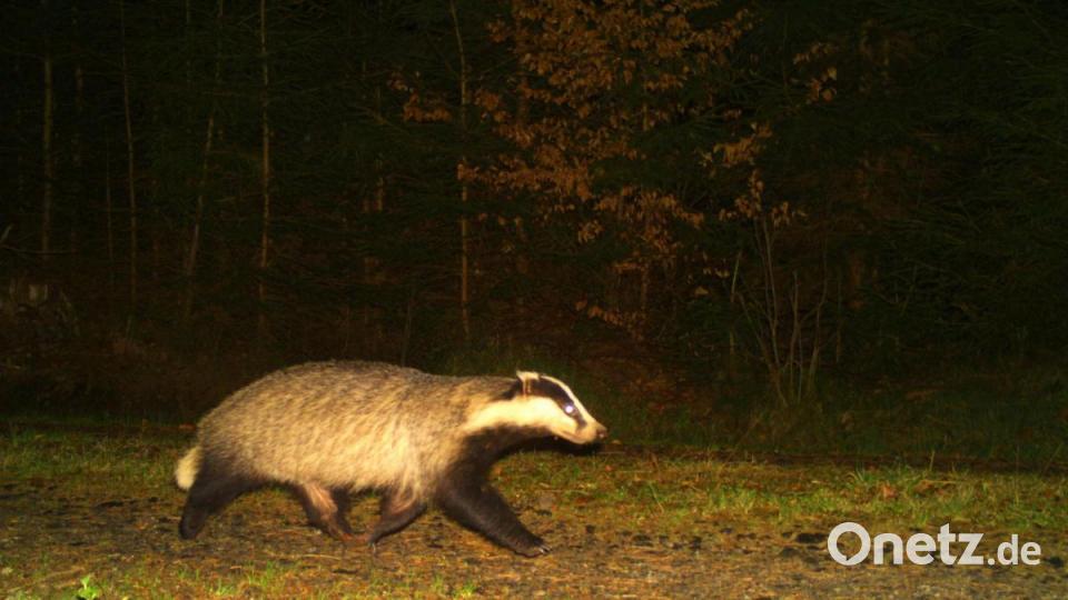 Der Dachs hat es zwar eilig, aber die Kamera war schneller. Bild: Wildkamera