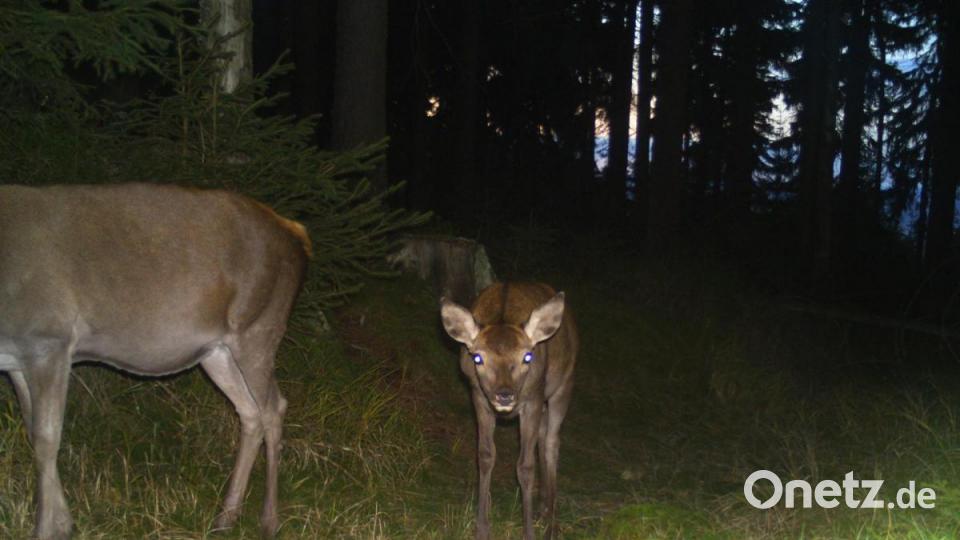 Foto aus der Wildkamera im Steinwald Bild: Wildkamera