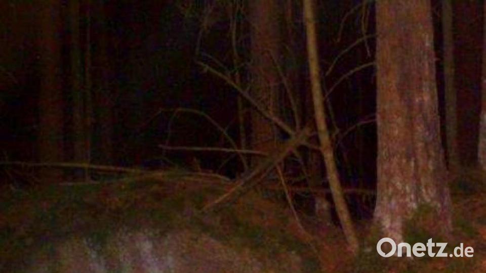 Der Waschbär ist ebenfalls im Steinwald unterwegs. Bild: Wildkamera