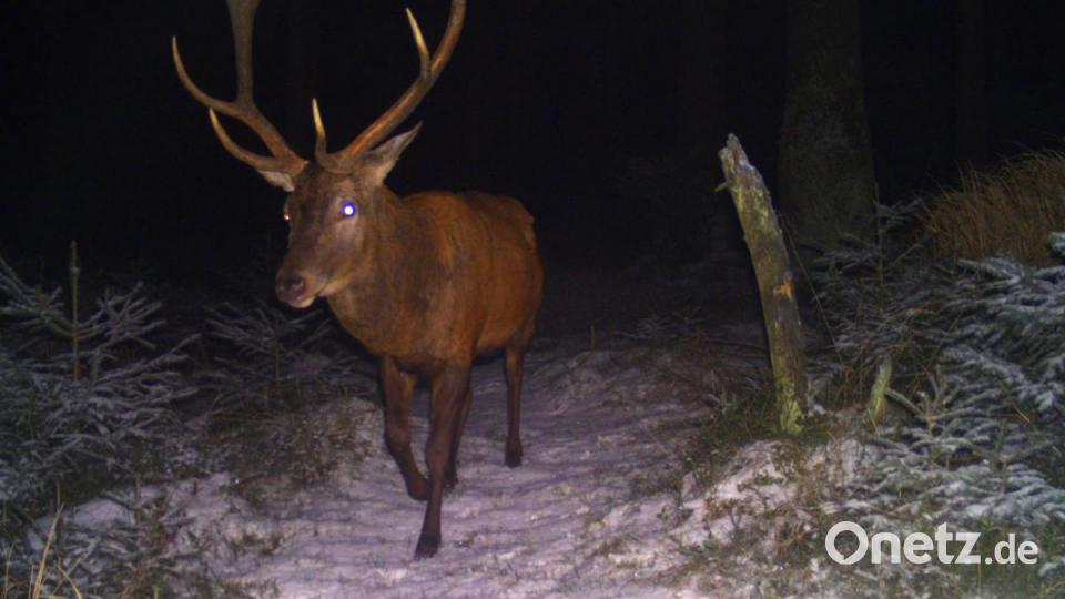 Hier tappt ein Hirsch in die Falle mit der Wildkamera im Steinwald. Bild: Wildkamera
