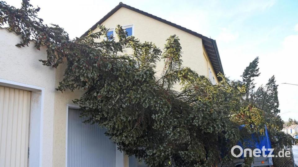 Auf einen Anhänger und Garagen stürzte dieser Baum in Weiden in der Fichtelgebirgsstraße. Bild: Gabi Schönberger