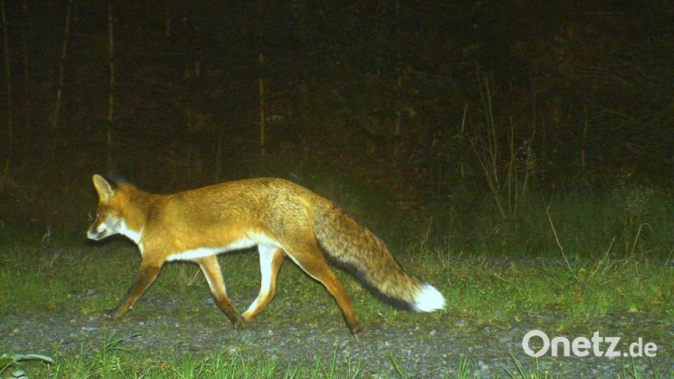 Hier ist ein Fuchs im Wald fotografiert worden. Bild: Wildkamera
