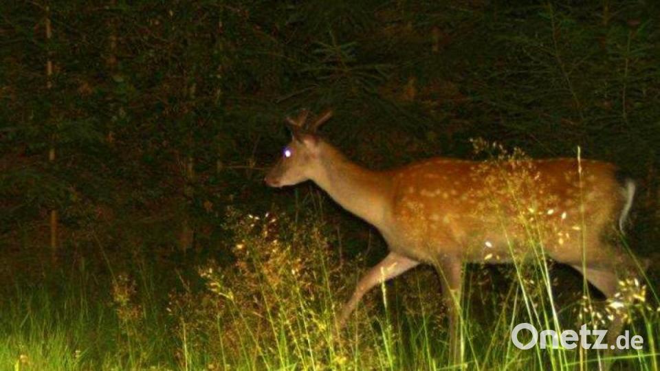 Foto aus der Wildkamera im Steinwald Bild: Wildkamera
