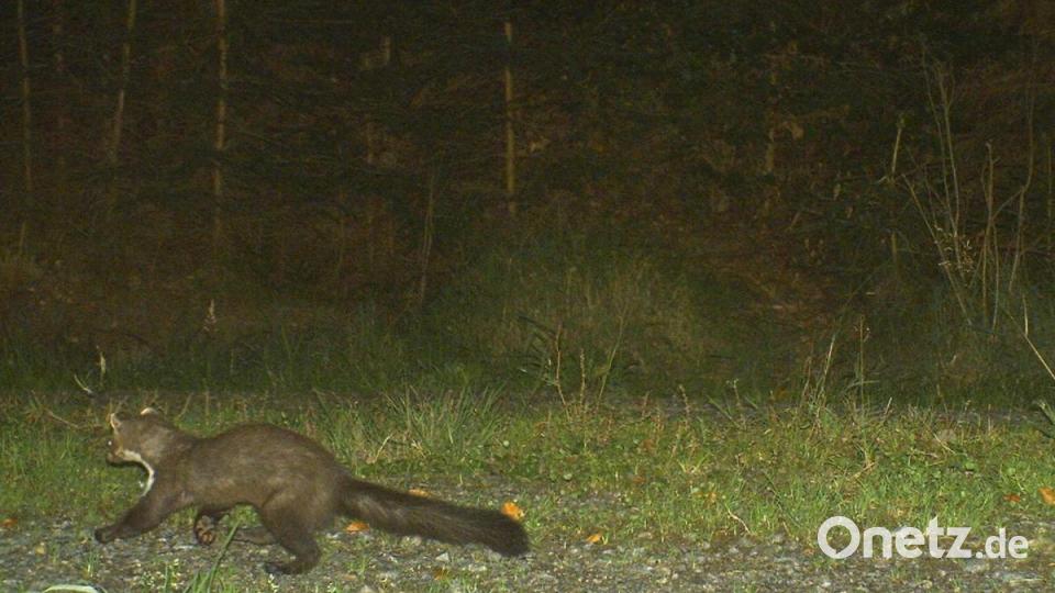 Einen Marder hat die Kamera ebenfalls &quot;eingefangen&quot;. Bild: Wildkamera
