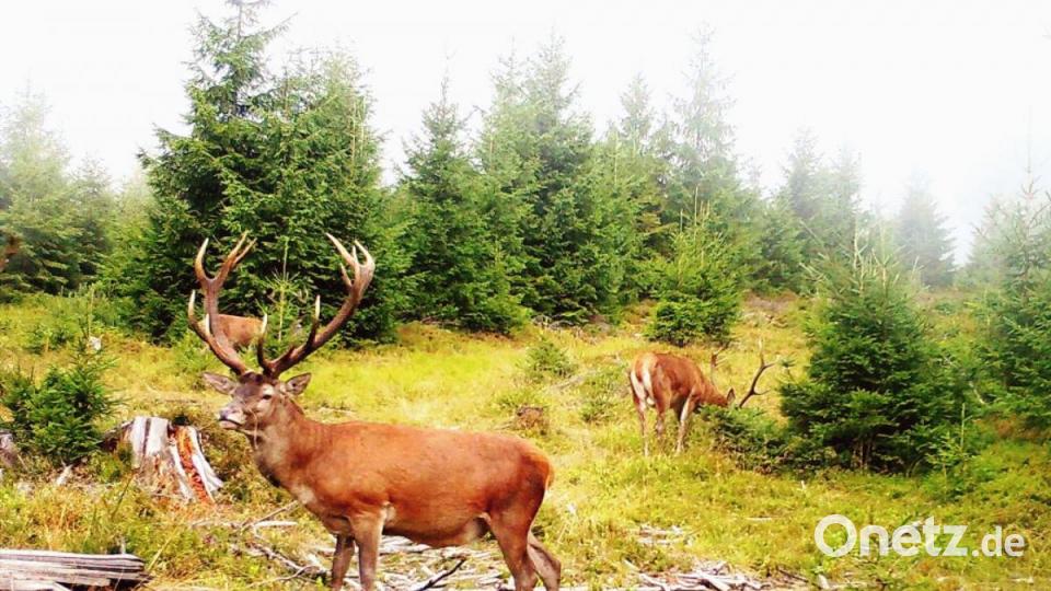 Im Steinwald gibt es auch Rotwild. Auf diesem Bild tappten gleich zwei Hirsche auf einmal in eine an einer Lichtung aufgestellte Fotofalle. Bild: Wildkamera