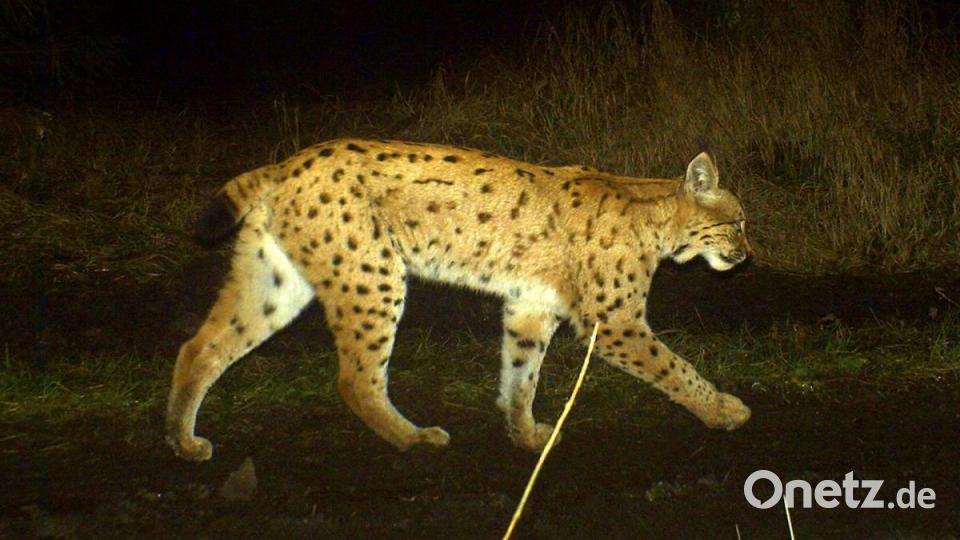 Foto aus der Wildkamera im Steinwald Bild: Wildkamera