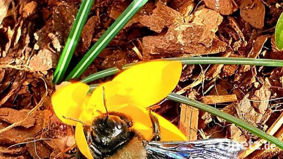 So schön ist der März in der Region. Bild: Sabine Hofrichter