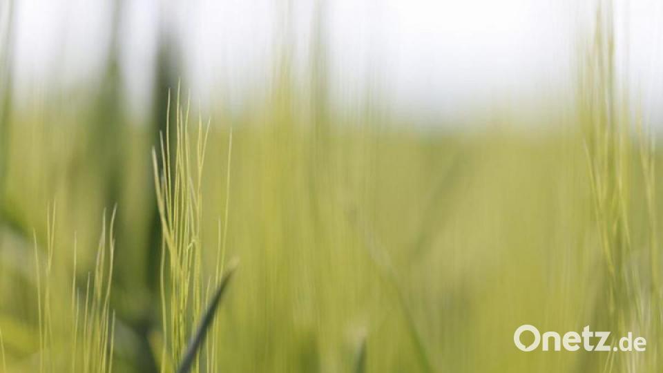 So schön ist der März in der Region. Bild: Timo Viehmann