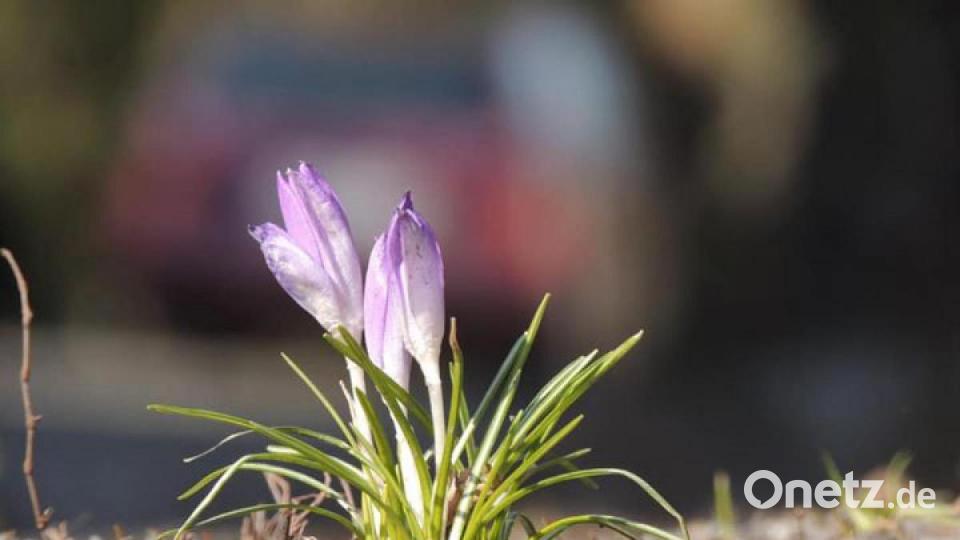 So schön ist der März in der Region. Bild: Hubert Füßl.