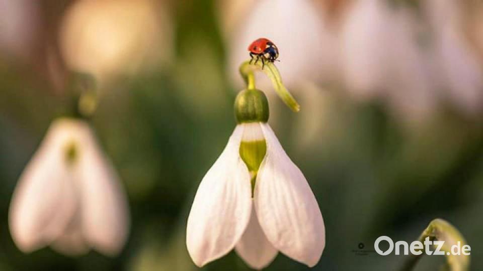 So schön ist der März in der Region. Bild: Melanie Martinu