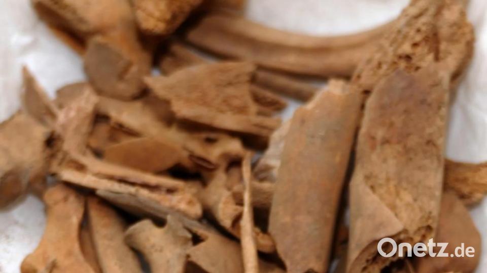 Immer wieder tauchen Tierknochen bei den Grabungen auf. Diederich ist sich sicher, dass es sich dabei um Speisereste handelt. Bild: tr