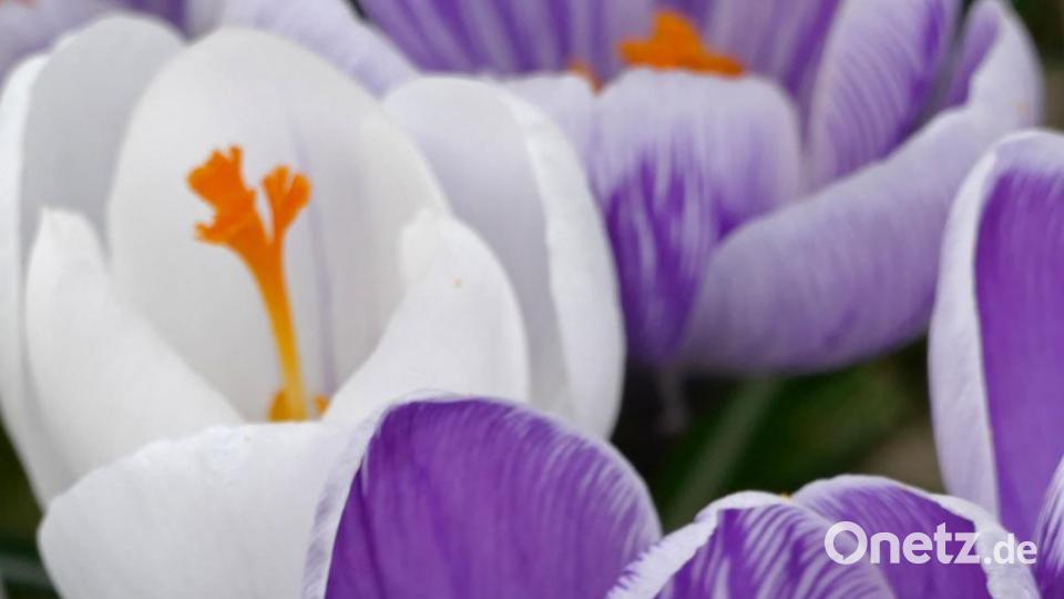 Zielsicher findet die Biene den Nektar um Krokus und bestäubt ihn dabei. Bild: tr