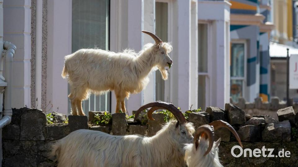 Ziegen stehen vor einem Haus, eine davon auf einer Steinmauer. Bild: Peter Byrne/PA Wire/dpa