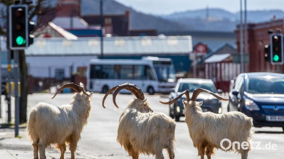 Ziegen auf einer Straße im walisischen Küstenörchen Llandudno. Bild: Peter Byrne/PA Wire/dpa