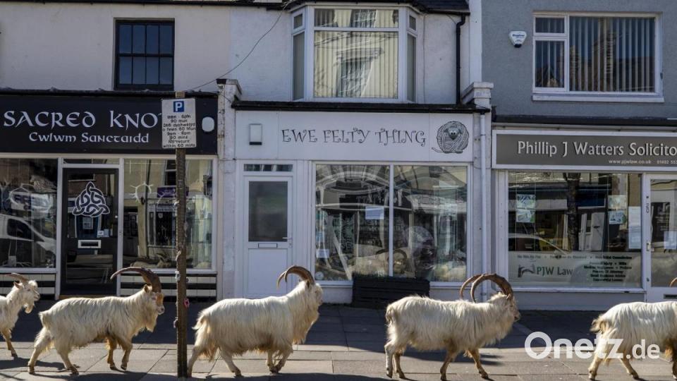 Eine Ziegenherde geht in Llandudno über einen Gehweg. Bild: Peter Byrne/PA Wire/dpa