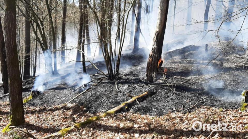 An manchen Stellen hatte der Schwelbrand am Boden auch schon auf die Bäume übergegriffen. Mit beherztem Löscheinsatz verhinderten die Feuerwehren das Abbrennen der bewaldeten Höhe. Bild: frd