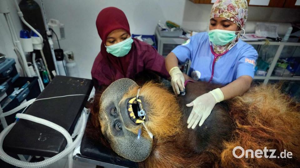 World Press Photo 2020, Kategorie &quot;NATURE - FIRST PRIZE, STORIES&quot;, daraus ein Motiv: Fahzren, ein 30 Jahre alter männlicher Orang-Utan, wird in der Quarantänestation des SOCP einer medizinischen Routineuntersuchung unterzogen. Er hat die meiste Zeit seines Lebens in einem Zoo verbracht und verfügt nicht über die Fähigkeiten, um in die freie Wildbahn zurückgebracht zu werden (Titel &quot;Saving Orangutans&quot;). Bild: Alain Schroeder