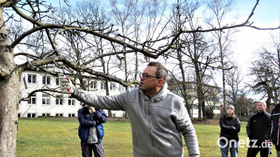 Beherzt und entscheidungsfreudig muss man beim Obstbaumschnitt sein. Harald Schlöger zeigt in der Praxis, wie es geht. (das Bild entstand vor der Corona-Pandemie) Bild: ubb