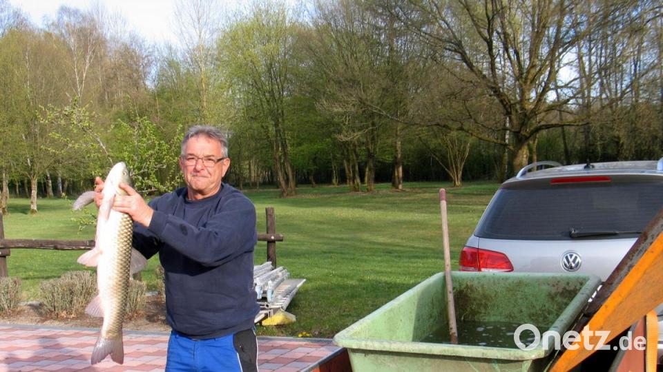 Geschäftsführer Günther Strobel mit einem Graskarpfen. Davon gab es noch größere Exemplare. Bild: bkr