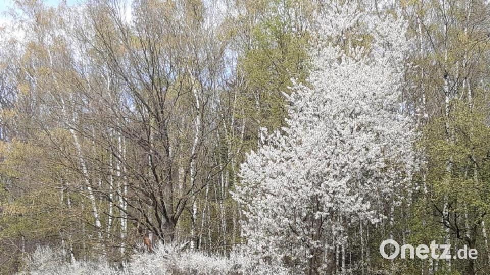 Schlehe und Kirsche. Bild: exb