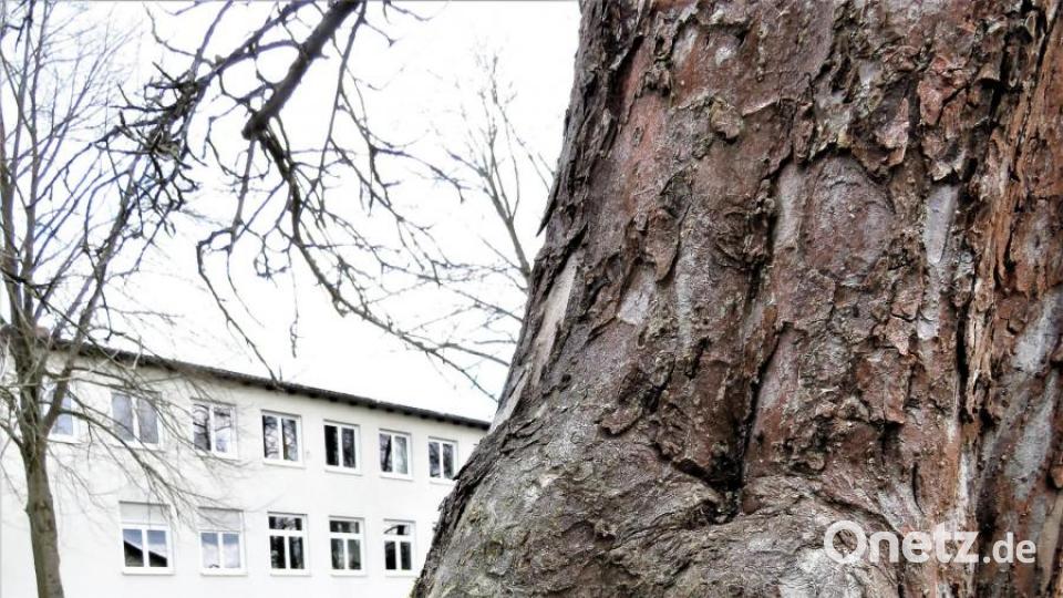 Solche Baumhöhlen entstehen, wenn einem Baum ein dicker Hauptast abgesägt werden muss. Bild: ubb