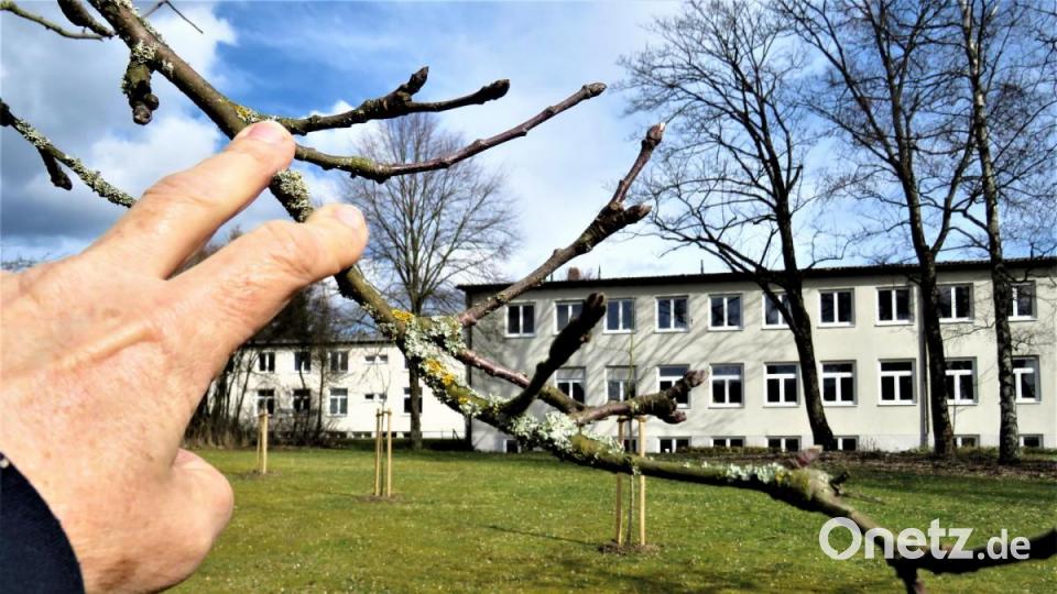 Ist von Fruchtknospen die Rede, meint Harald Schlöger die Austriebe, die später blühen und sich zum Obst entwickeln. Bild: ubb