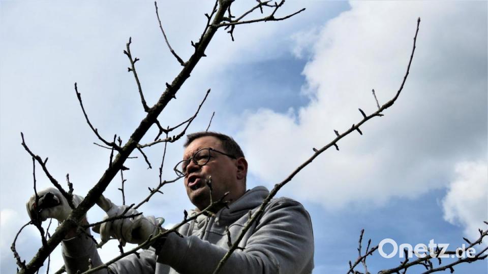 Kreisfachberater Harald Schlöger geht „hoch hinaus“, um auch den Baumschnitt in der Baumkrone zu zeigen. Bild: ubb
