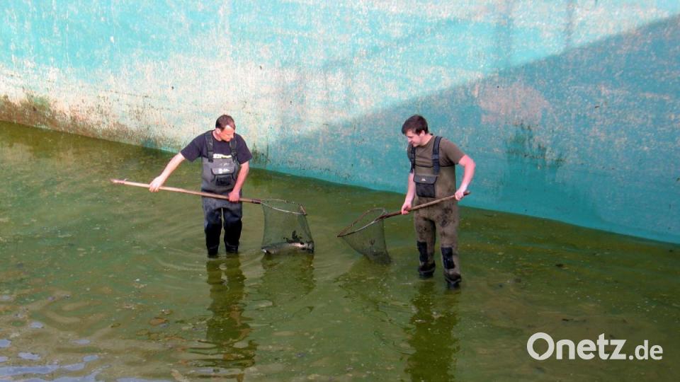 Kai Wolf (links) und Lukas Weber (rechts) hatten es nicht leicht, die Graskarpfen im seichten Wasser des Springerbeckens einzufangen. Bild: bkr