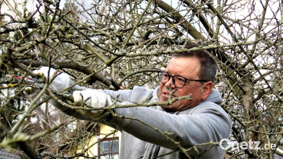 Um Äste umzuleiten, müssen sie oberhalb der Fruchtknospen geschnitten werden. Bild: ubb