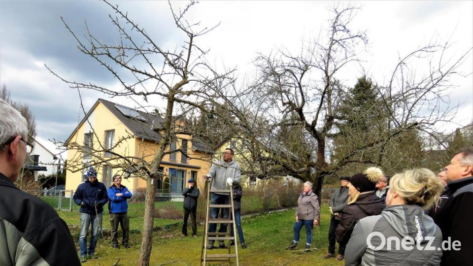 Aufmerksam schauen die Hobbygärtner zu, wie Harald Schlöger über eine Leiter weit in den Baum hinein steigt, um auch Astwerk in den höheren Lagen schneiden zu können. (das Bild entstand vor der Corona-Pandemie) Bild: ubb