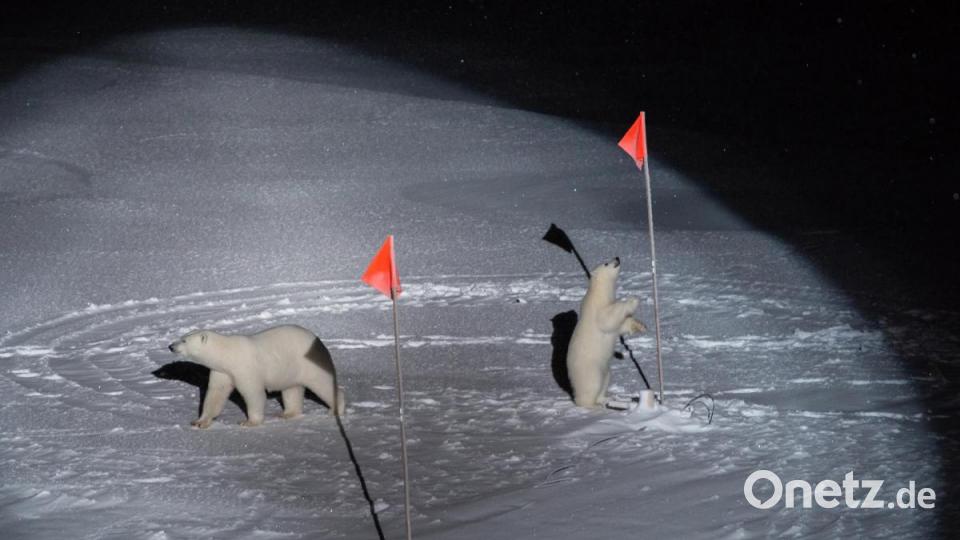 World Press Photo 2020, Kategorie ENVIRONMENT - FIRST PRIZE, SINGLES: Eisbärenmutter und -junges betrachten auf einer Eisscholle Flaggen und Ausrüstung neben dem Polarstern-Schiff (Titel &quot;Polar Bear and her Cub&quot;). Bild: Esther Horwath