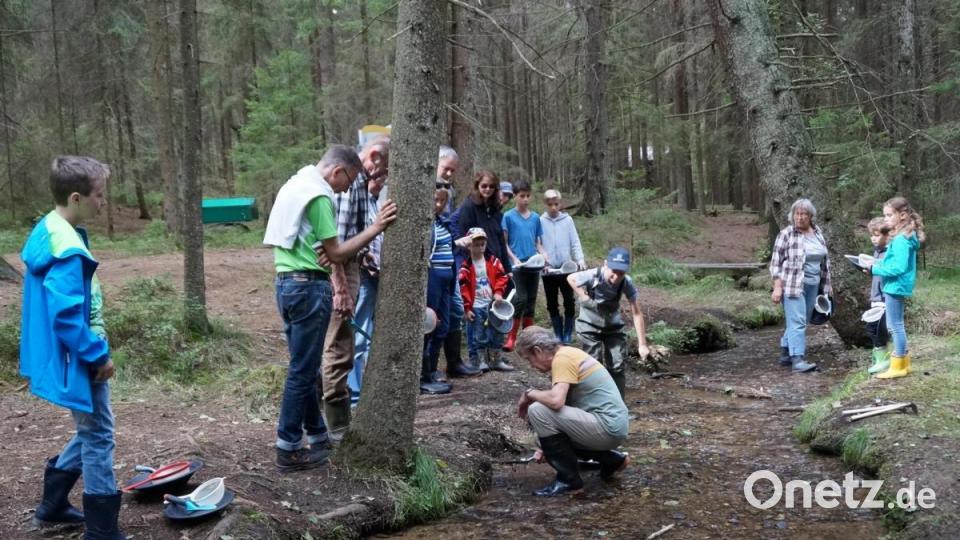 Der Forellenbach wird bei der Wanderung aufgesucht. Hier kann man ein Goldwäscherdiplom erwerben, wenn man sich zu einem Kurs anmeldet. Bild: weu
