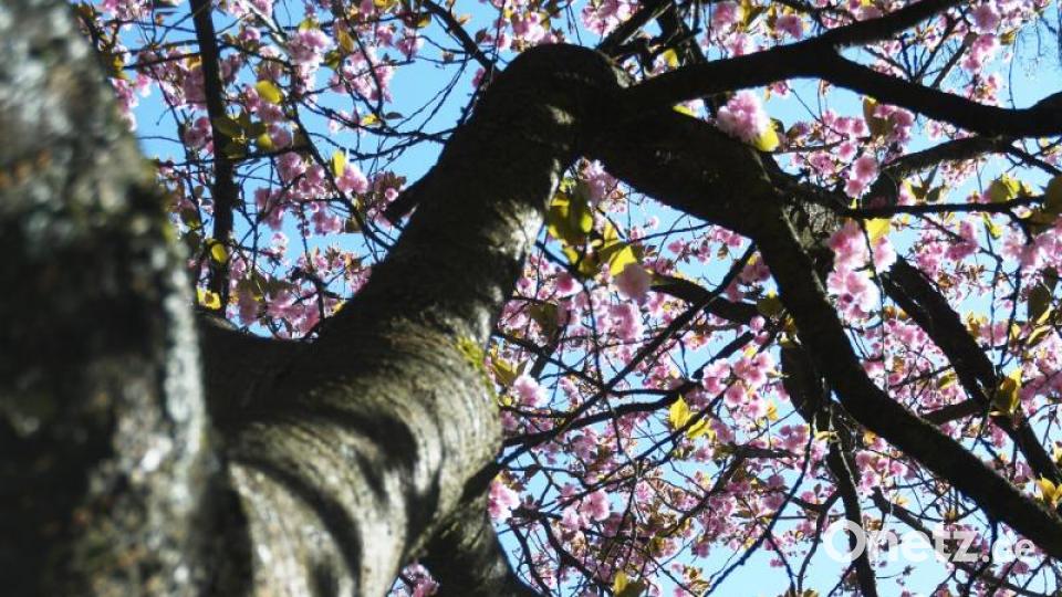 Frühling in Weiden Bild: Gabi Schönberger