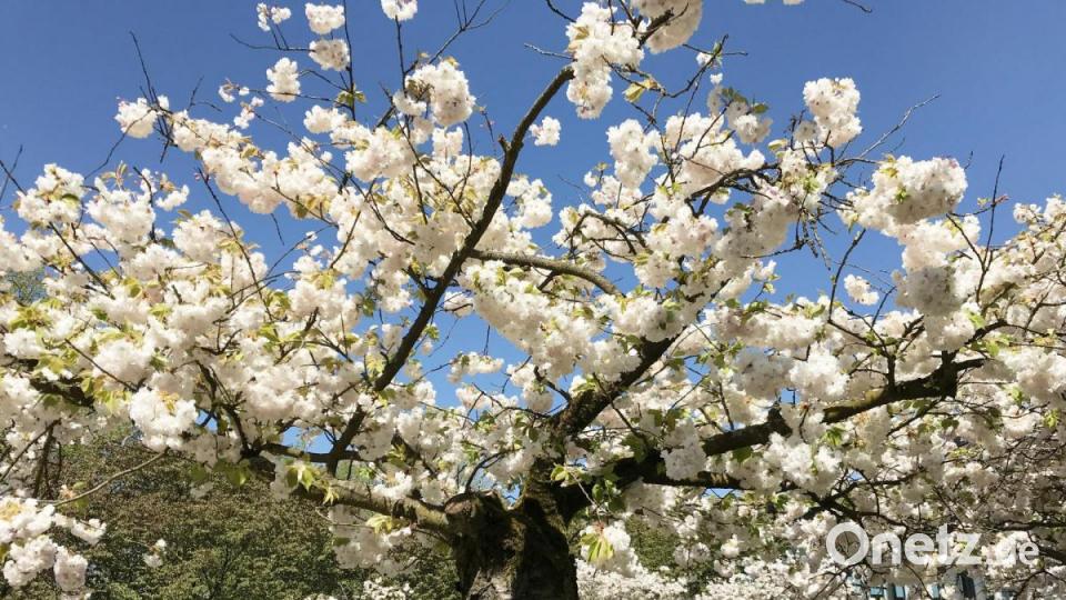 Frühling in Weiden Bild: Gabi Schönberger