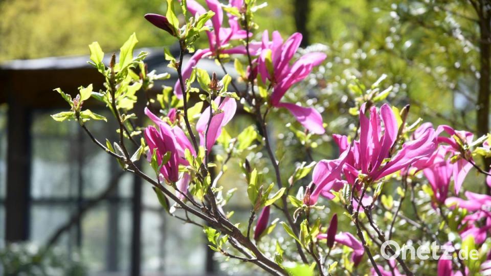 Frühling in Weiden Bild: Gabi Schönberger