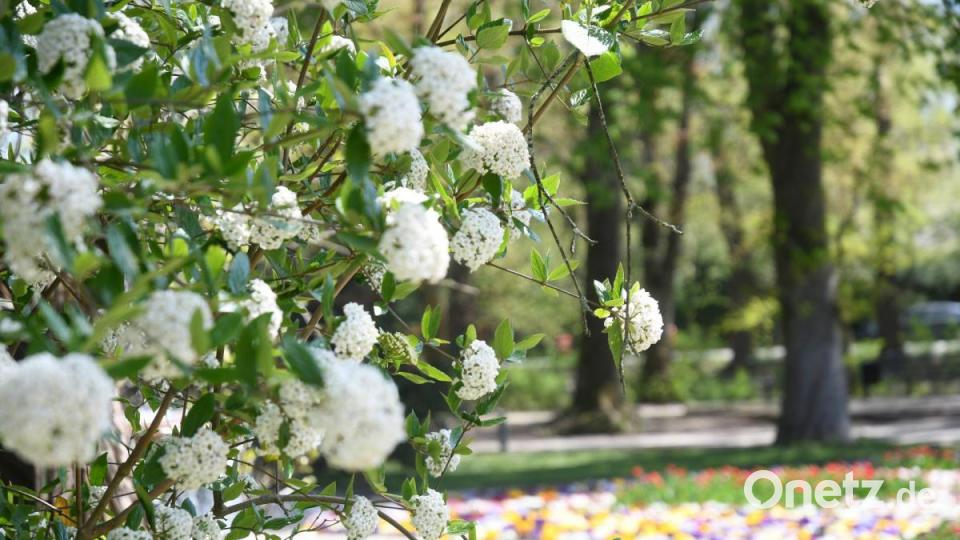 Frühling in Weiden Bild: Gabi Schönberger
