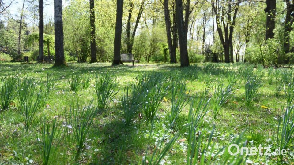 Frühling in Weiden Bild: Gabi Schönberger