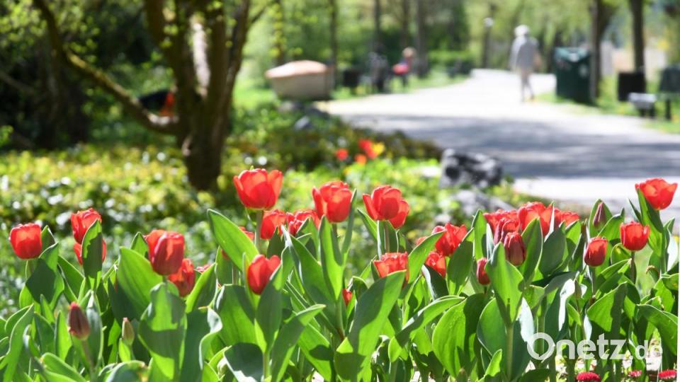 Frühling in Weiden Bild: Gabi Schönberger