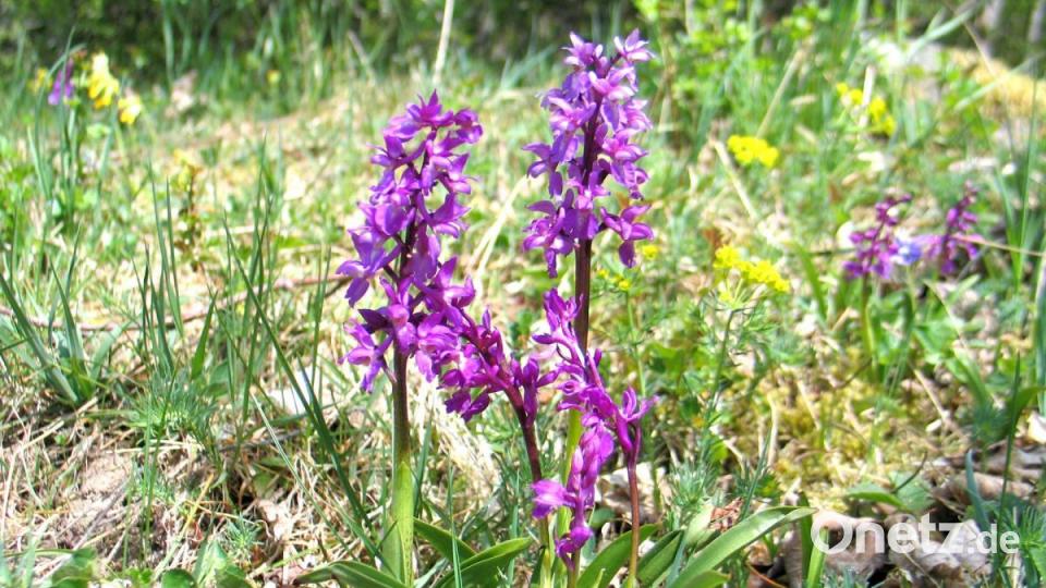 Orchideen Bild: bkr