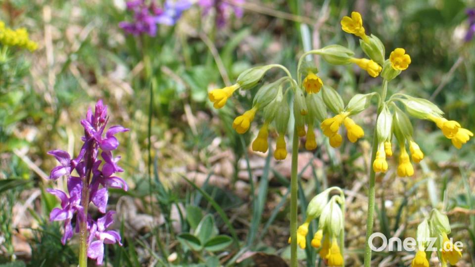 Orchideen Bild: bkr
